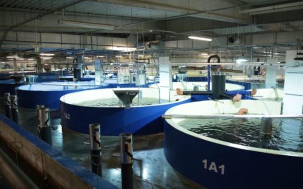 Izokin%20hazkuntza%20industriala